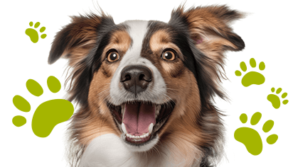 Alimentos y accesorios para perro