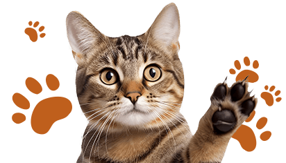 Alimentos y acceosrios para gatos