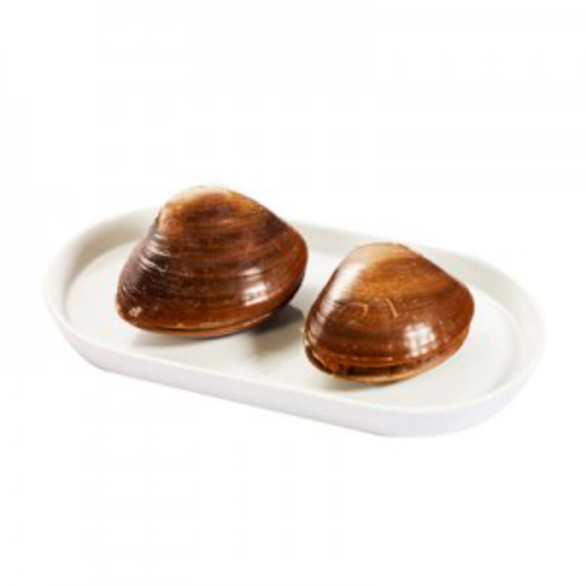 Almeja Chocolata Viva Pieza