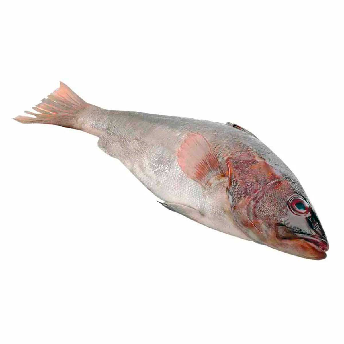 Cabrilla Entera Kg